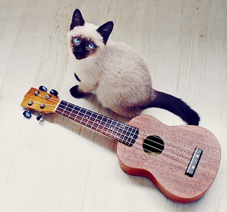 Ukulele Kursu